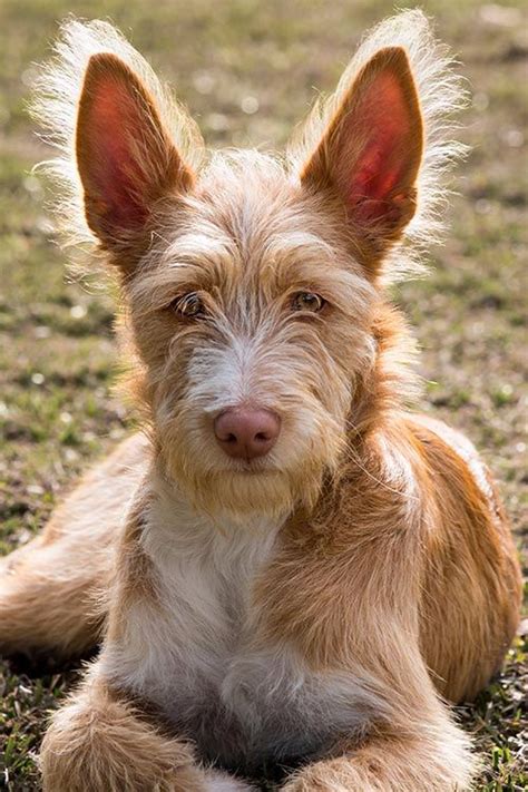 podenco portugués|Portuguese Podengo Breed Facts & Personality